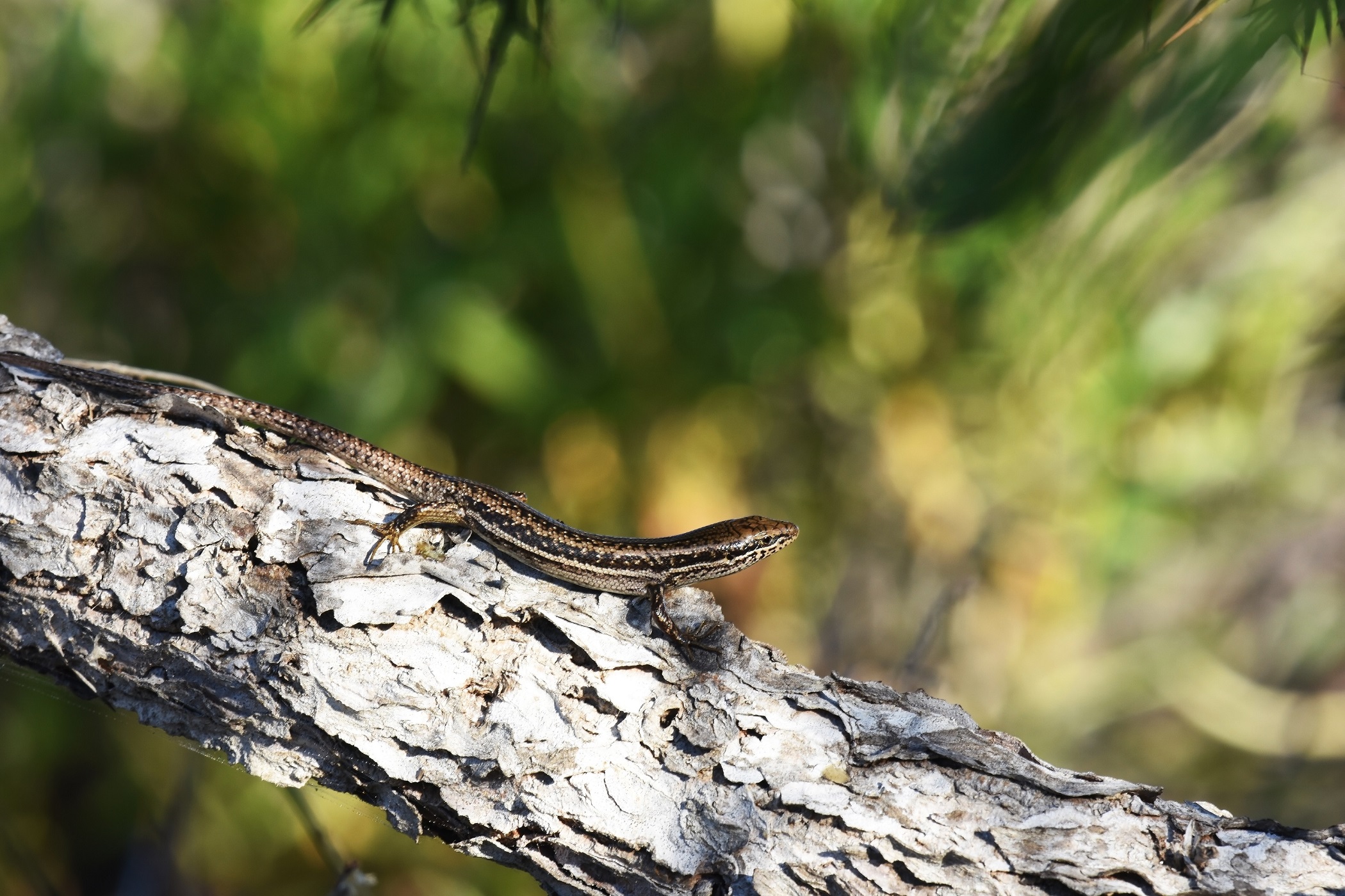 Scinque aux labiales tachetées (Trachylepis maculilabris).